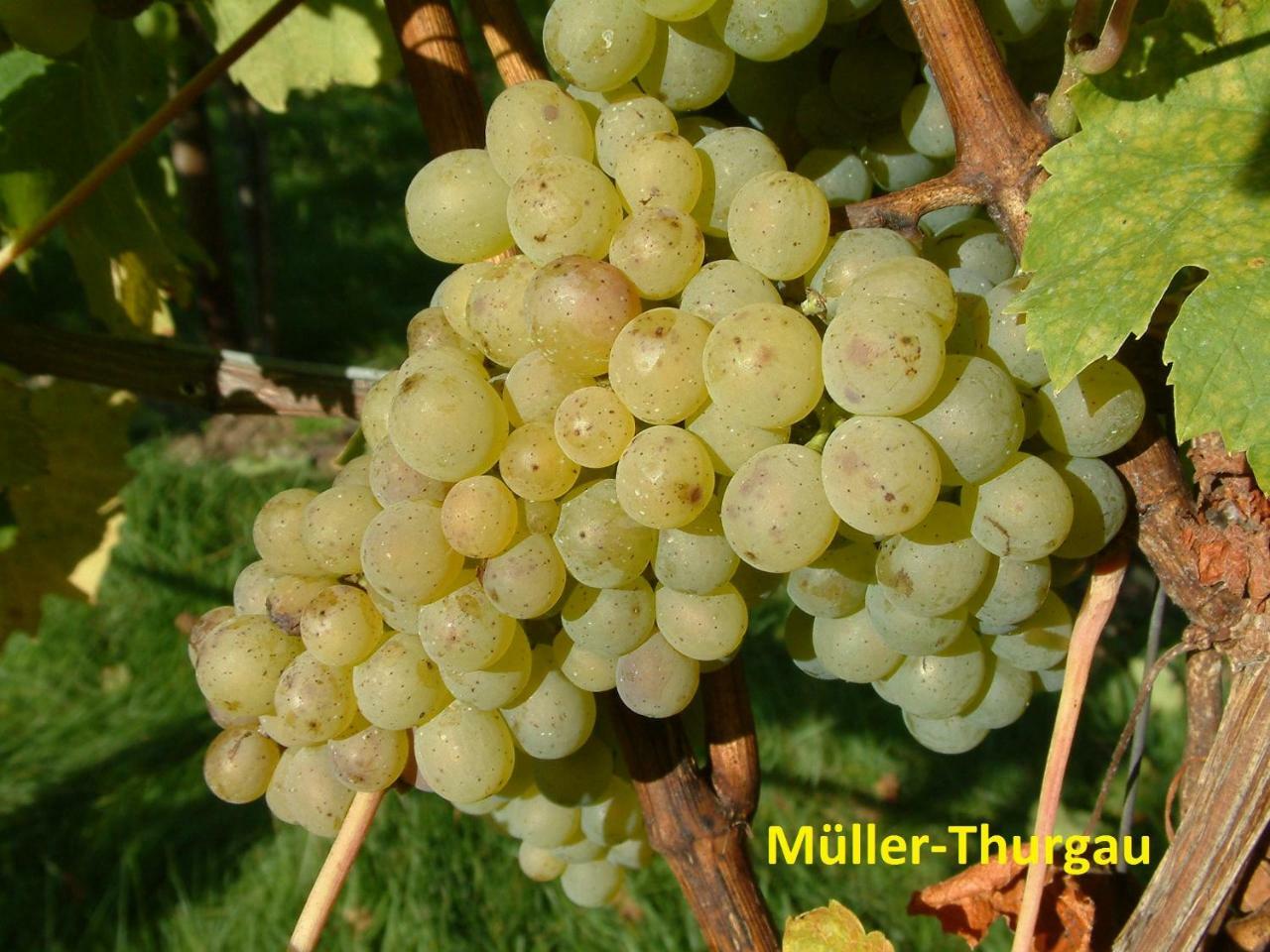 Weinstube Schwalbennest Hotel Karlstadt Luaran gambar